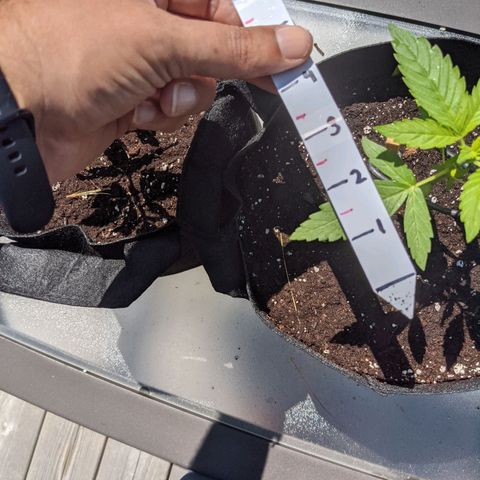 Milksox growlog timeline photo