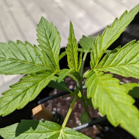 Milksox growlog timeline photo