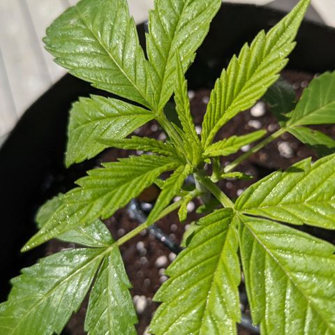 Lysiak growlog timeline photo