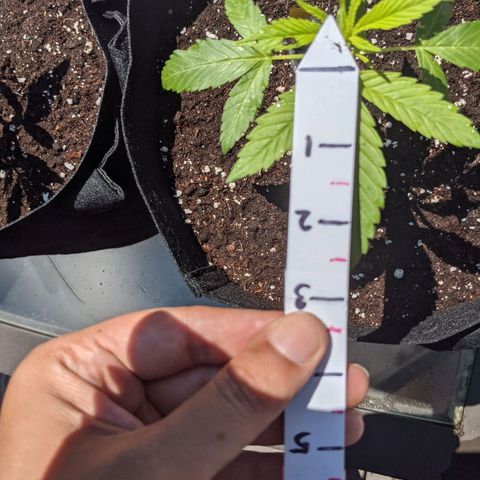 Lysiak growlog timeline photo