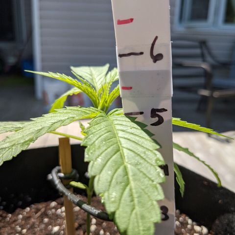 Lysiak growlog timeline photo