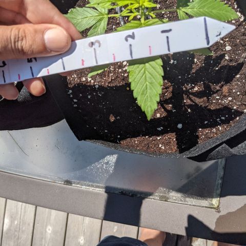 Gladys growlog timeline photo