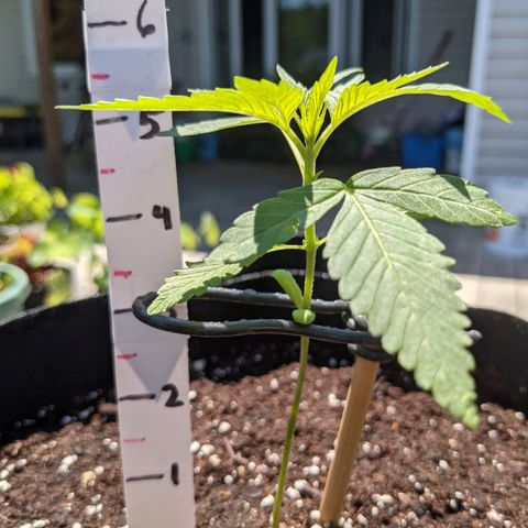 Gladys growlog timeline photo