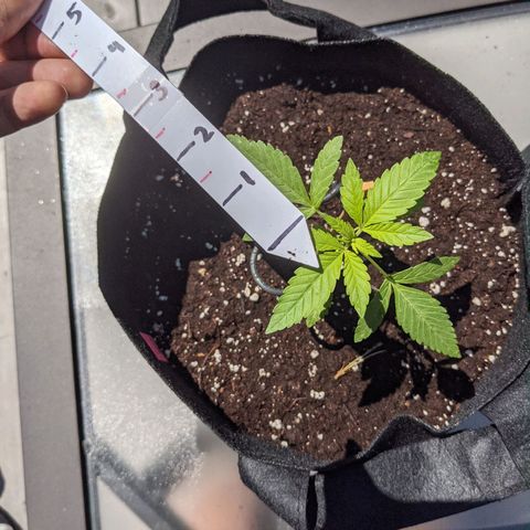 Gladys growlog timeline photo
