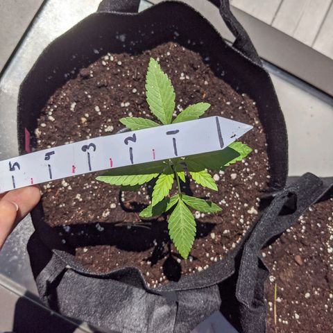 Gladys growlog timeline photo