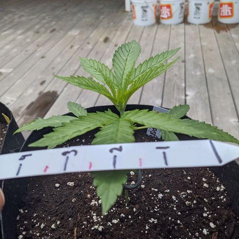 Lysiak growlog timeline photo