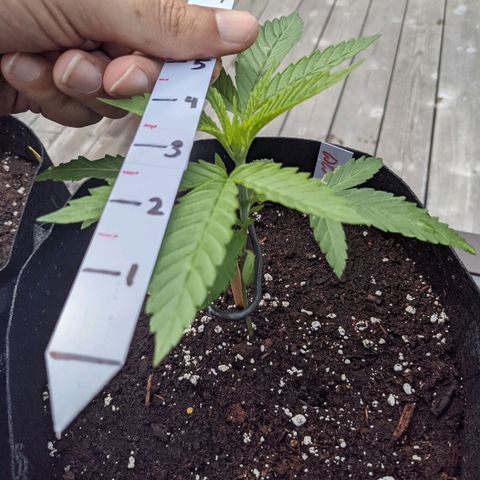 Lysiak growlog timeline photo