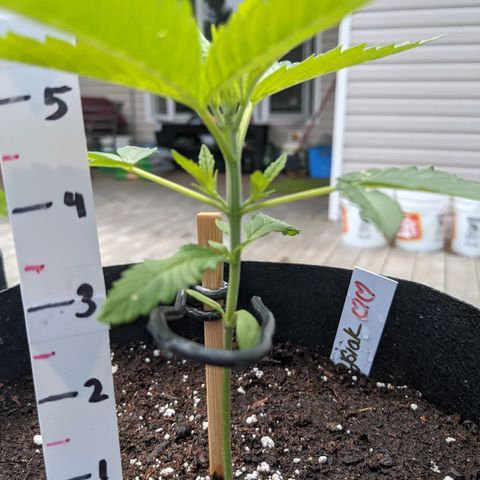Lysiak growlog timeline photo