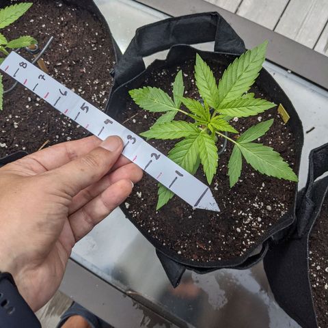 Milksox growlog timeline photo