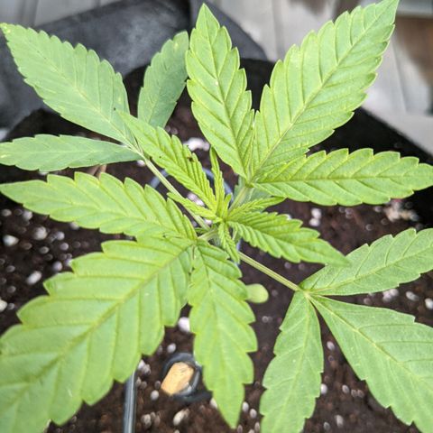 Gladys growlog timeline photo