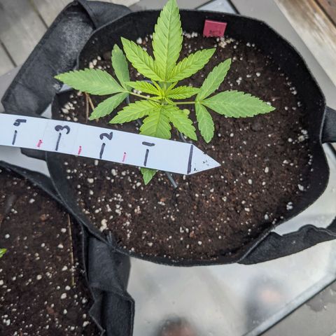 Gladys growlog timeline photo