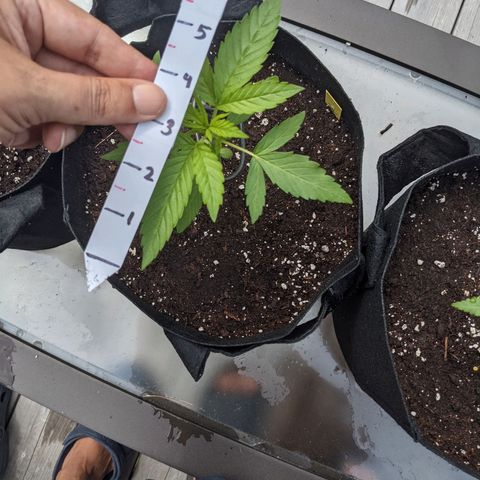 Milksox growlog timeline photo