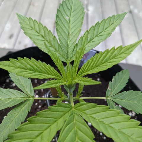 Lysiak growlog timeline photo