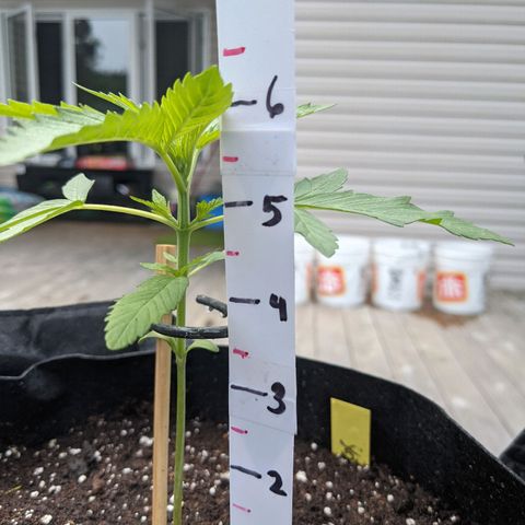 Milksox growlog timeline photo
