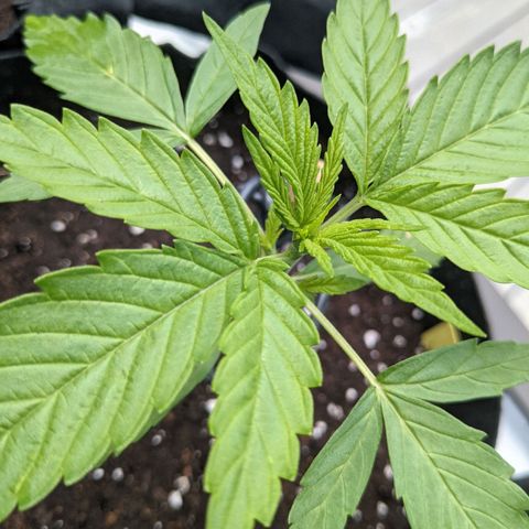 Milksox growlog timeline photo
