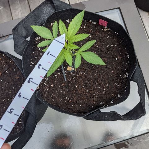 Gladys growlog timeline photo