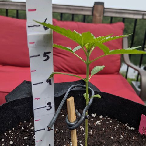 Gladys growlog timeline photo