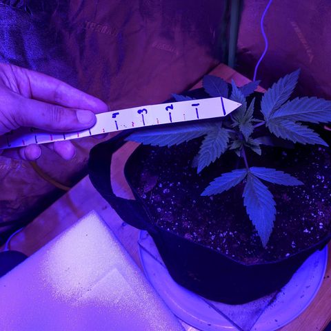 Calumet growlog timeline photo