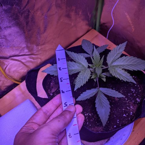 Calumet growlog timeline photo