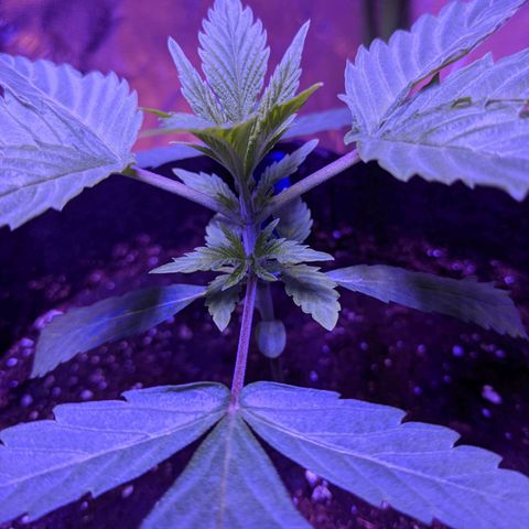 Calumet growlog timeline photo