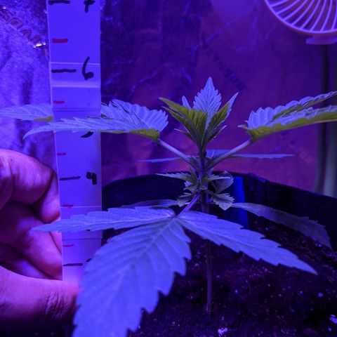 Calumet growlog timeline photo