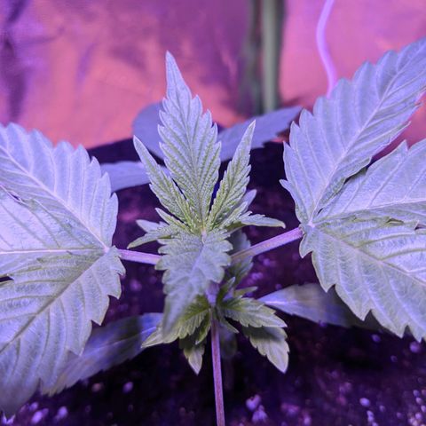 Calumet growlog timeline photo