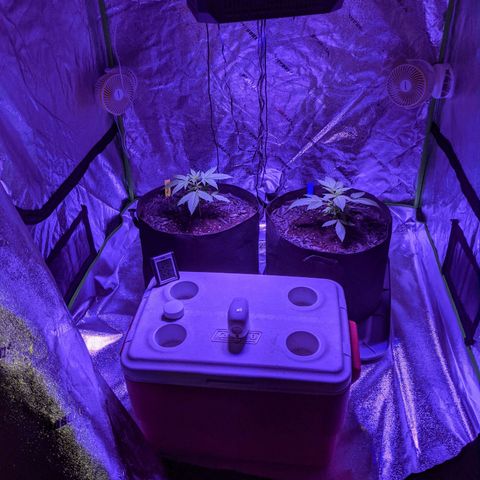 Gladys growlog photo: Adjusted setup in prep to move Gladys and Lysiak indoors for late veg/bloom phase.   Light now has adjustable straps and set to 22 inches above canopy. 

Electricity moved from inside cooler to outside tent.  