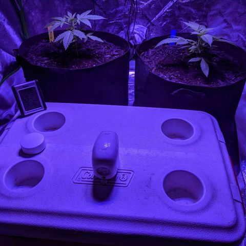 Gladys growlog timeline photo