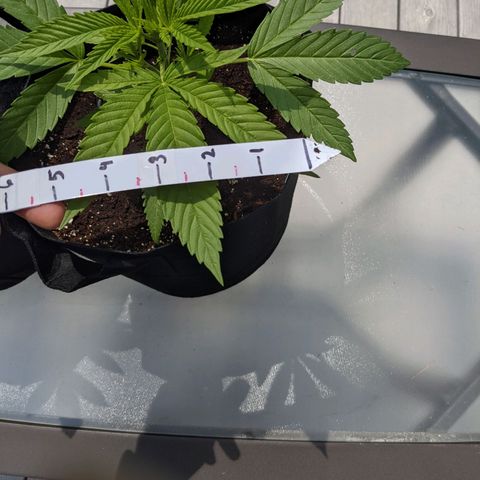 Lysiak growlog timeline photo