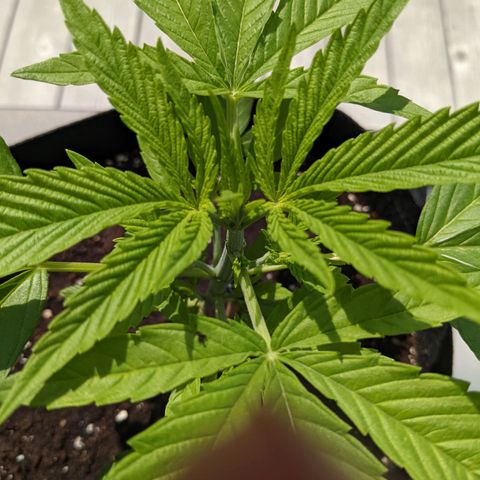 Lysiak growlog timeline photo