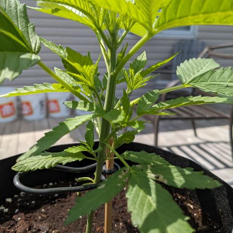 Lysiak growlog timeline photo