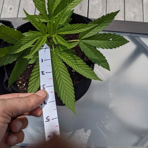 Lysiak growlog timeline photo