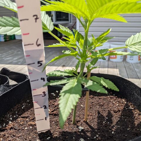 Lysiak growlog timeline photo