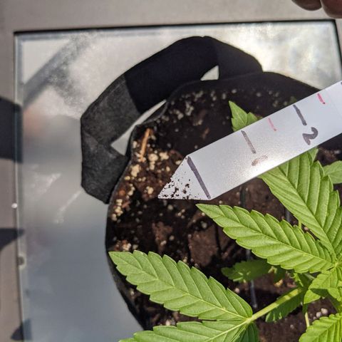 Gladys growlog timeline photo