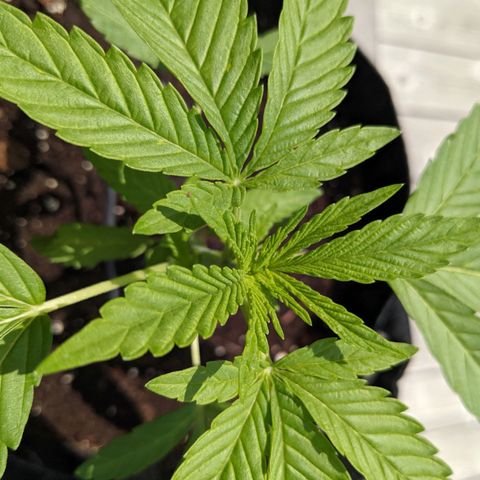 Gladys growlog timeline photo
