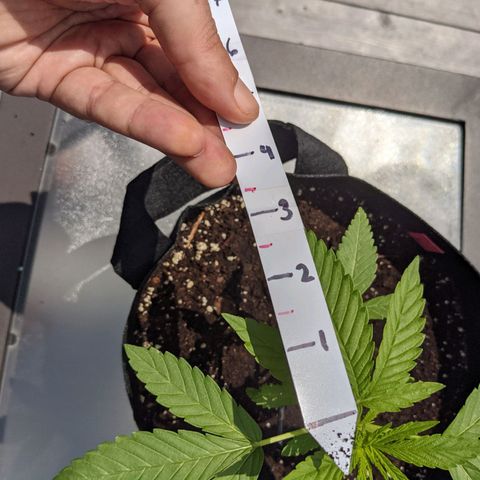 Gladys growlog timeline photo