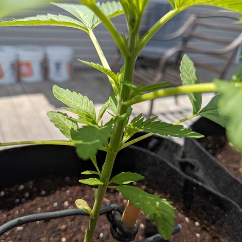 Gladys growlog timeline photo
