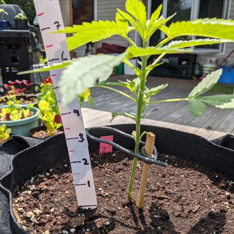 Gladys growlog timeline photo