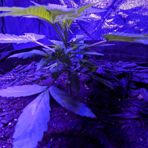Calumet growlog timeline photo