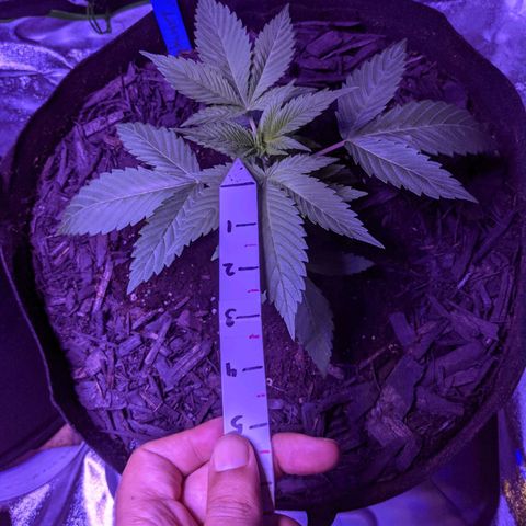 Calumet growlog timeline photo