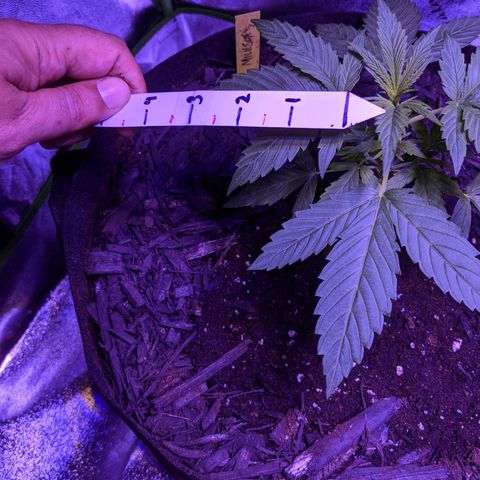 Milksox growlog timeline photo