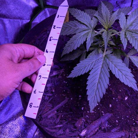 Milksox growlog timeline photo