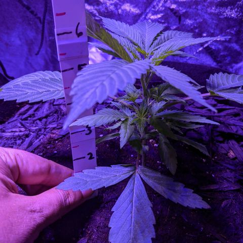 Calumet growlog timeline photo