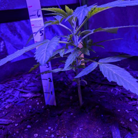 Milksox growlog timeline photo