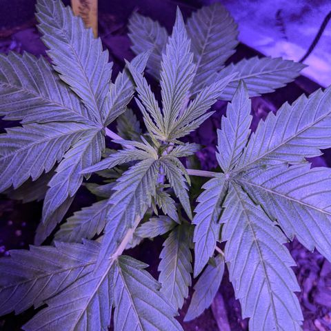 Milksox growlog timeline photo