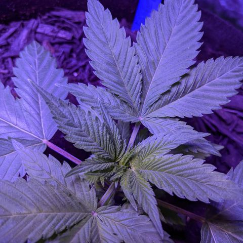 Calumet growlog timeline photo