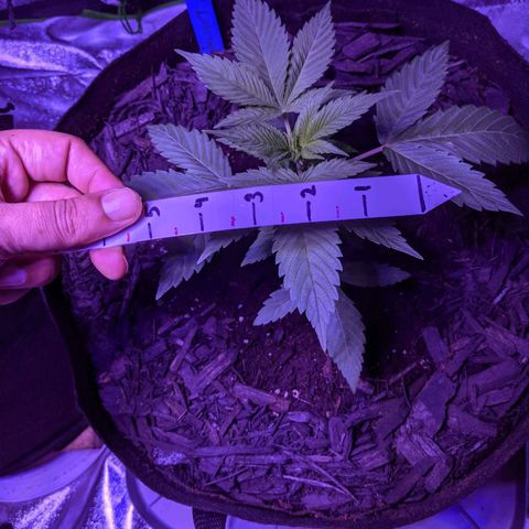 Calumet growlog timeline photo