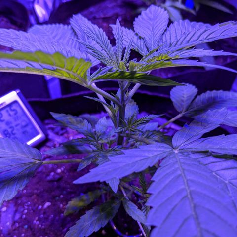 Gladys growlog timeline photo