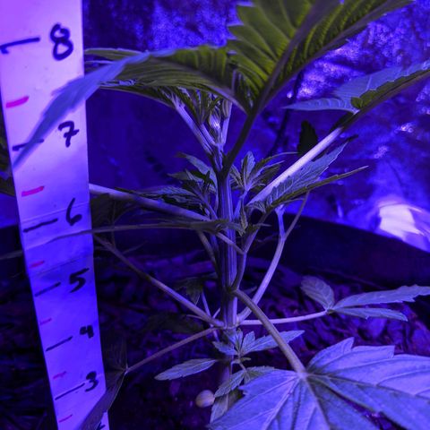 Milksox growlog timeline photo