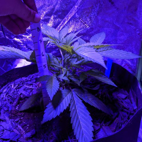 Calumet growlog timeline photo